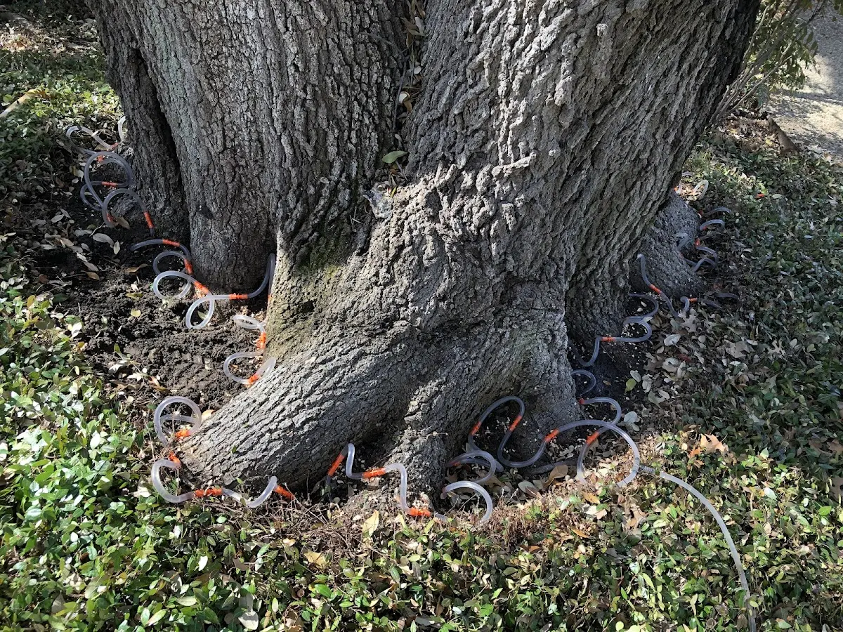 Detailed Shrub and Hedge Trimming job site in Hiltons