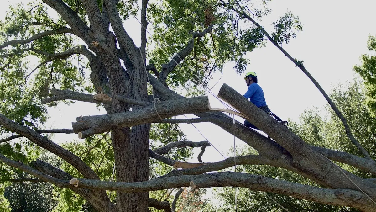 Professional Hazardous Tree Removal performed by certified arborists in Hiltons